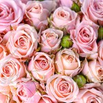 Lunch napkins 33 x 33 3-ply 1/4 fold Flowers KW-121 - 20 pcs